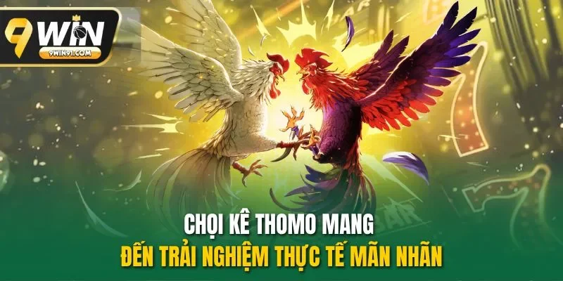 Chọi kê Thomo mang đến trải nghiệm thực tế mãn nhãn