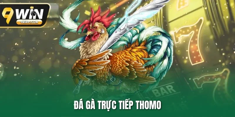Đá Gà Trực Tiếp Thomo | Chọi Kê Uy Tín 9WIN