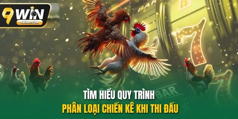 Tìm hiểu quy trình phân loại chiến kê khi thi đấu