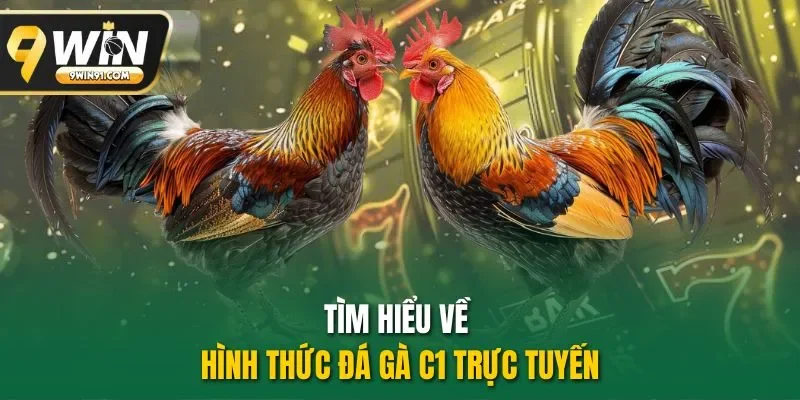 Tìm hiểu về hình thức đá gà C1 trực tuyến