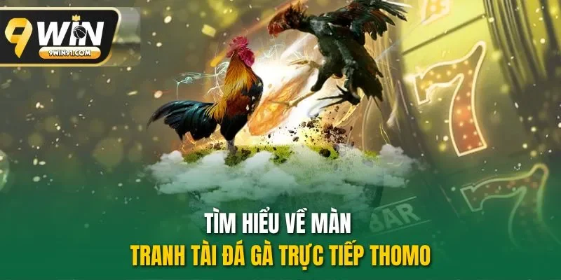 Tìm hiểu về màn tranh tài đá gà trực tiếp Thomo