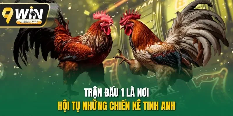 Trận đấu 1 là nơi hội tụ những chiến kê tinh anh